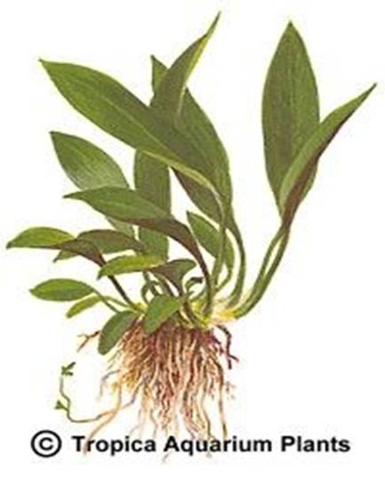 Anubias barteri var. angustifolia (afzelii)