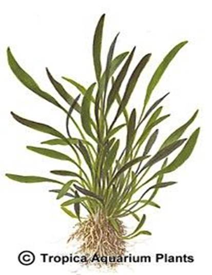 Cryptocoryne x willisii lucens