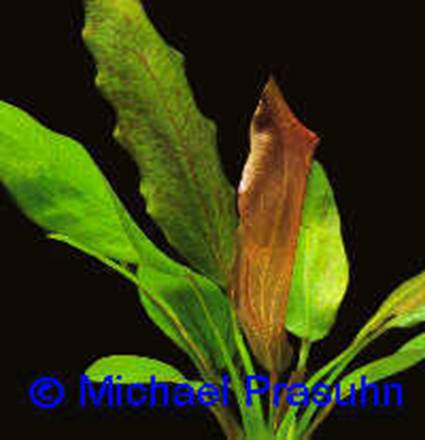 Echinodorus 'Ros' - 8,45 K