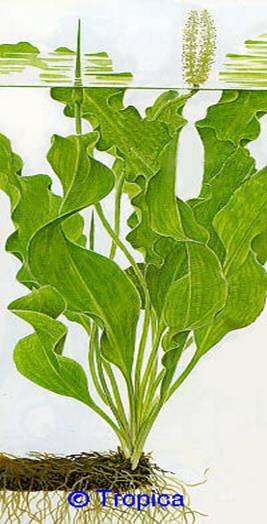 Aponogeton ulvaceus - 36,90 K