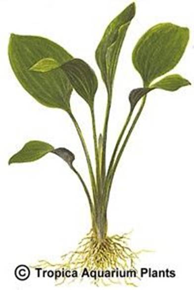 Echinodorus subalatus