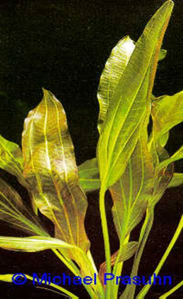 Echinodorus 'Rubin' - 19,30 K