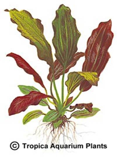 Echinodorus X barthii