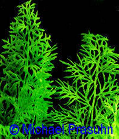 Ceratopteris thalictroides - 25,27 K