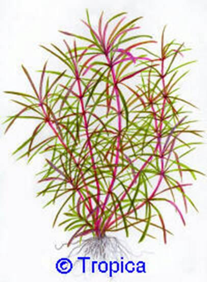 Eusteralis stellata - 25,23 K