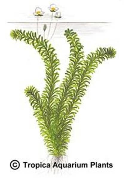 Egeria densa