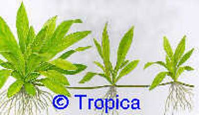 Echinodorus quadricostatus magdalenensis - 6,92 K