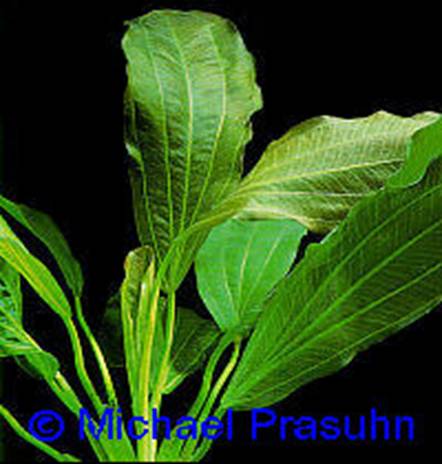 Echinodorus osiris (rubra) - 17,34 K