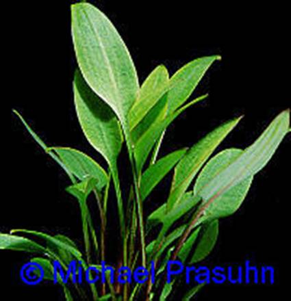 Cryptocoryne willisii - 14,33 K