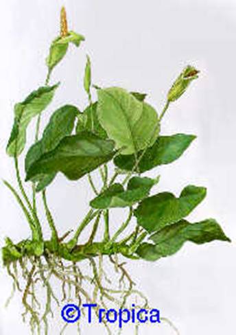 Anubias barteri v. nana - 11,73 K