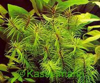 Didiplis diandra - 13,40 K