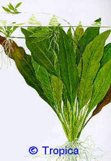 Echinodorus bleheri (paniculatus) - 14,18 K