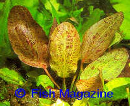 Echinodorus 'Ozelot' - 11,93 K
