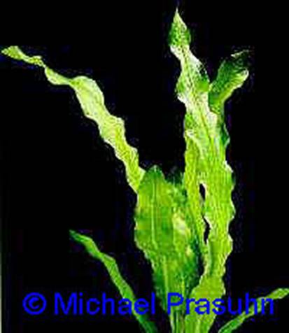 Echinodorus martii (maior) - 11,12 K