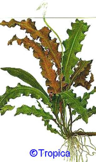 Aponogeton rigidifolius - 24,61 K