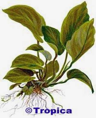 Anubias 1705 (Tropica)