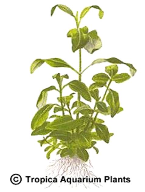 Gymnocoronis spilanthoides