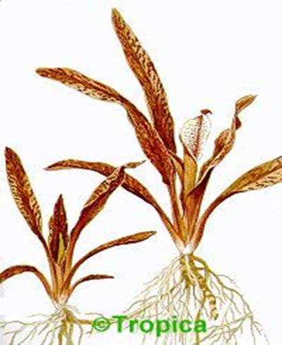 Cryptocoryne albida - 14,95 K