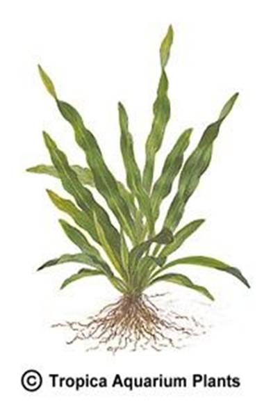 Echinodorus uruguayensis