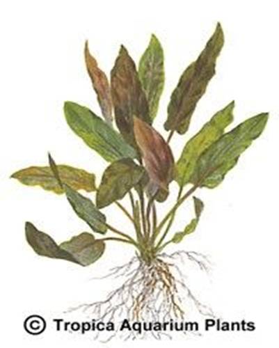 Cryptocoryne wendtii brown
