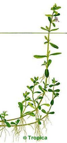 Bacopa monnieri