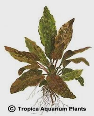 Cryptocoryne wendtii 'Tropica'