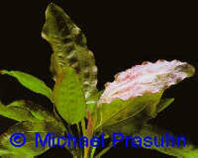 Echinodorus 'Oriental' - 6,96 K