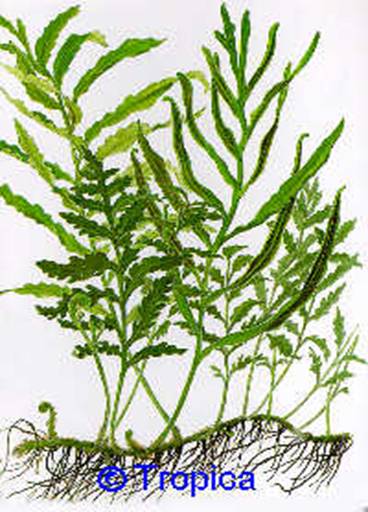 Bolbitis heudelotii - 21,36 K