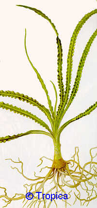 Crinum natans - 18,38 K