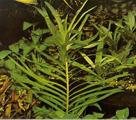 Eichornia azurea.jpg (27200 bytes)