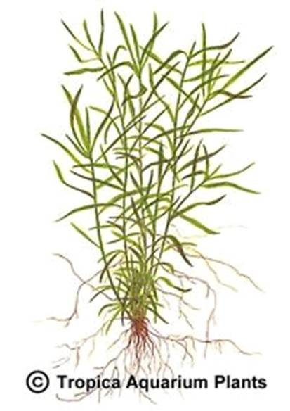 Heteranthera zosterifolia 