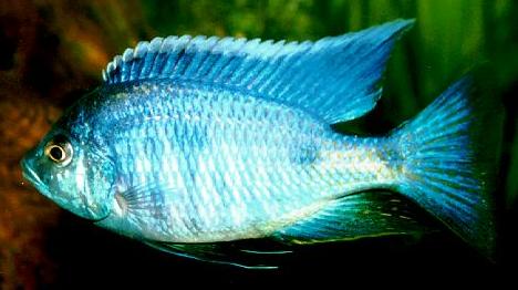 Picture of Malawi Cichlid