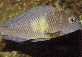 s049.jpg (59039 bytes)