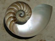Cutaway of a nautilus shell showing the chambers arranged in an approximately logarithmic spiral.