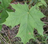 Paprastasis klevo lapas