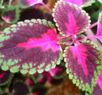 Banguotas lapo krastas