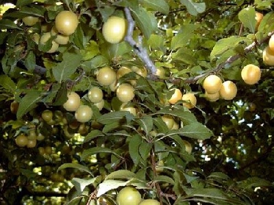 Teljes mrethez klikkelj a kpre!