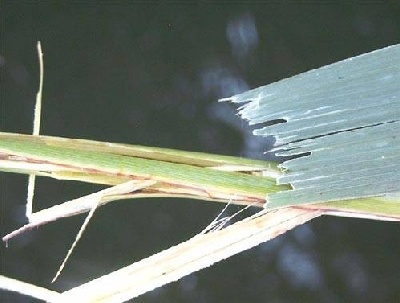 Teljes mrethez klikkelj a kpre!