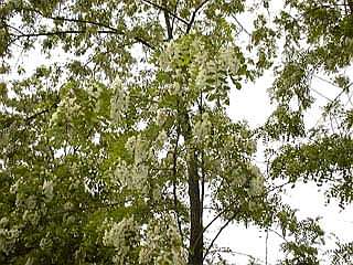 acacia2-1.jpg [26,0kB]