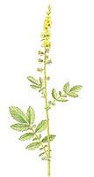agrimony.jpg [2,7kB]
