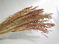 broomcorn1.jpg [5,1kB]