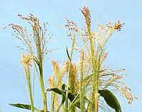 broomcorn2.jpg [5,9kB]