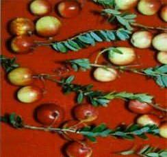 zorawina2d.jpg [11,5kB]