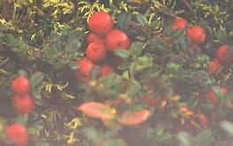 zorawina1d.jpg [6,7kB]