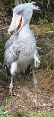 Самые удивительные животные (27 фото)