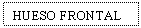 Text Box: HUESO FRONTAL