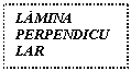Text Box: LMINA 
PERPENDICULAR
 DEL  ETMOIDES
