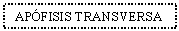 Text Box: APFISIS TRANSVERSA