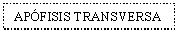 Text Box: APFISIS TRANSVERSA