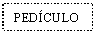 Text Box: PEDCULO